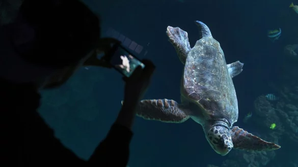 Diese Unechte Karettschildkr&ouml;te (lat. Caretta caretta) im Meeresmuseum von Stralsund ist ein wunderbares Fotomotiv - sofern man wei&szlig; wie man in Aquarien spiegelfrei fotografiert. - &copy; Stefan Sauer/dpa-Zentralbild/dpa