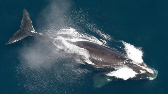 Die Ureinwohner des Makah-Stammes hatten jahreland von der Grauwaljagd gelebt. - &copy; ---/NOAA/AP/dpa