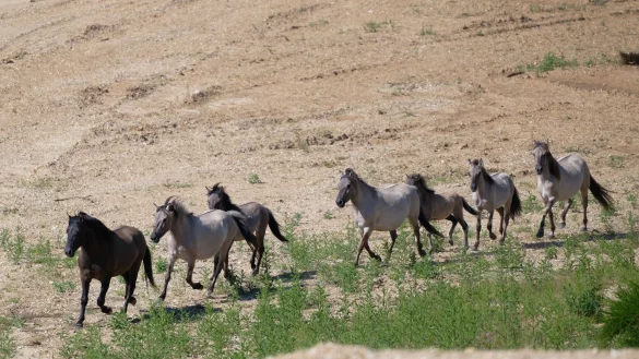 Wildpferde entdecken nach ihrer Auswilderung ihren neuen Lebensraum. - &copy; Henning Kaiser/dpa