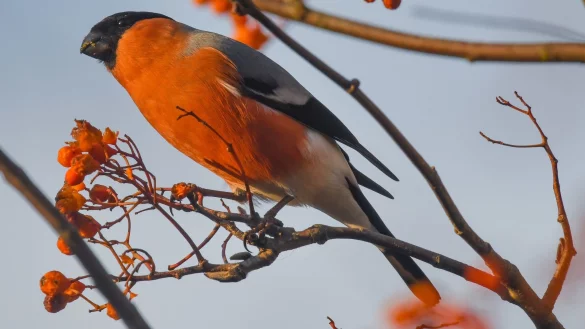Beerenstr&auml;ucher wie Eberesche liefern V&ouml;geln im Winter wertvolle Nahrung. - &copy; Patrick Pleul/dpa/dpa-tmn