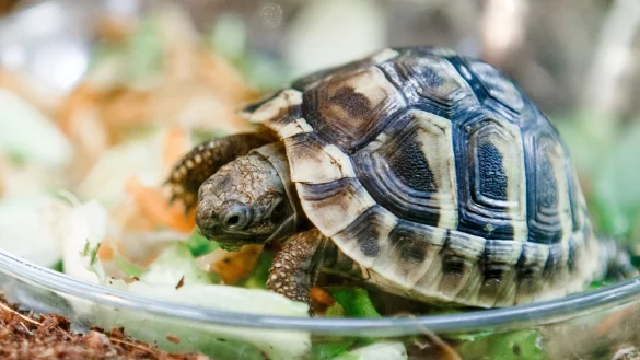 Griechische Landschildkr&ouml;ten, wie diese in der Zootierhandlung &laquo;Zoohaus Ottensen&raquo; in Hamburg, sind beliebte Haustiere. - &copy; Markus Scholz/dpa-tmn/dpa