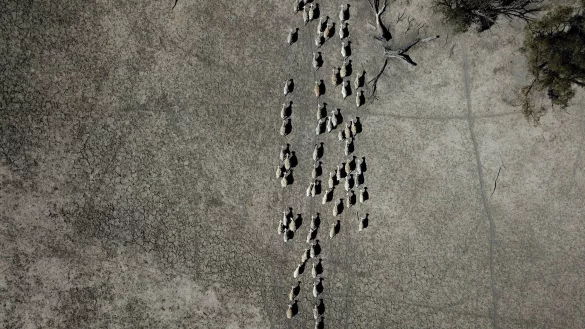 Schafe ziehen durch ein karges Weideland. - &copy; Dean Lewins/AAP/dpa