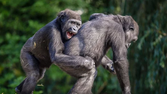 Auch Gorillas treiben laut Analysen gern Schabernack mit anderen. - &copy; Ben Birchall/PA Wire/dpa