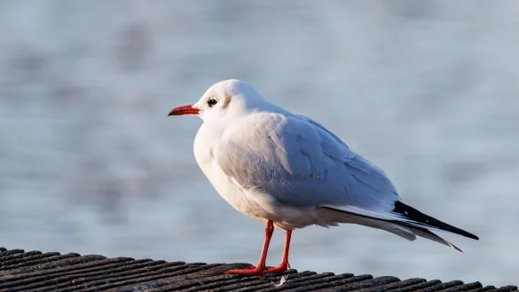 Der Ruf der Lachm&ouml;we (Chroicocephalus ridibundus) klingt wie Gel&auml;chter, daher auch der Name. - &copy; Daniel Karmann/dpa
