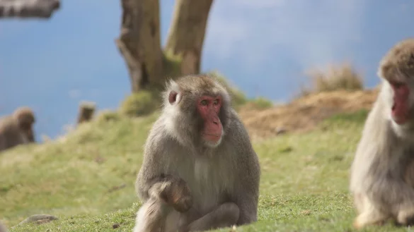 Ein Japanmakak (Macaca fuscata) ist dem Highland Wildlife Park entwischt. - &copy; Royal Zoological Society of Scotland/dpa