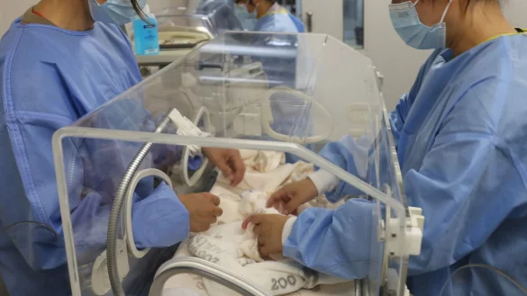 Die neugeborenen Pandas von den Experten auf gr&uuml;ndlich untersucht. Beide Jungtiere sind wohlauf. - &copy; ---/Zoo Berlin/dpa