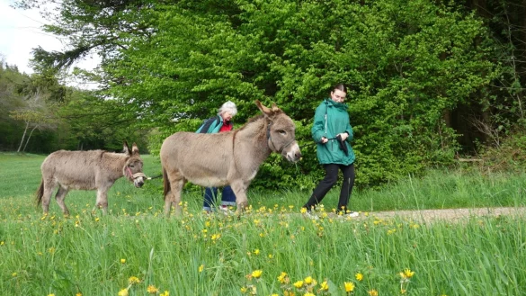 Anspannung statt Entspannung: Die Esel k&ouml;nnen die Geduld ihrer Begleiter auf die Probe stellen. - &copy; Andreas Drouve/dpa-tmn/dpa