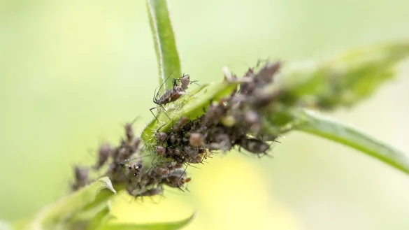 Gefr&auml;&szlig;ige Krabbler: Blattl&auml;use k&ouml;nnen Pflanzen schaden. - &copy; Robert G&uuml;nther/dpa-tmn