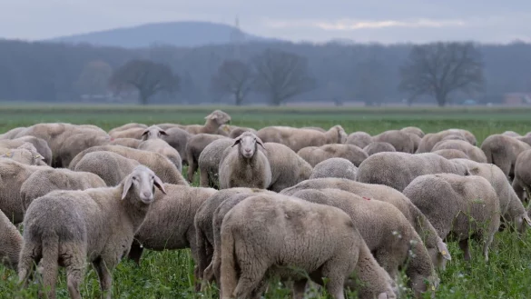 Schafe laufen &uuml;ber einen Acker in Frille in Ostwestfalen. - &copy; Boris Roessler/dpa