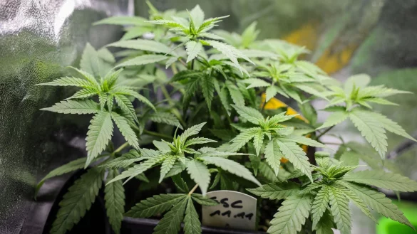 Die Teillegalisierung von Cannabis f&uuml;r Erwachsene steht am Freitag auf der Tagesordnung des Bundesrats. - &copy; Christian Charisius/dpa