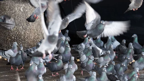 Tiersch&uuml;tzer halten nicht viel von dem geplanten Umzug von 200 Limburger Stadttauben auf einen Gnadenhof in Bayern. Das sei nur eine &laquo;kurzfristige L&ouml;sung&raquo; - die Stadt bleibe in der Pflicht. - &copy; Boris Roessler/dpa