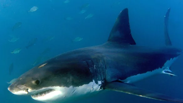 Die meisten Todesf&auml;lle durch Haie im Jahr 2023 waren auf Bisse von Wei&szlig;en Haien zur&uuml;ckzuf&uuml;hren. - &copy; Helmut Fohringer/EPA/dpa