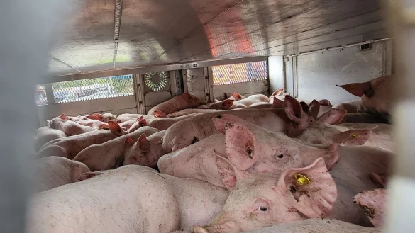 Viel zu viele Schweine in einem Lastwagen: Kontrolleure haben den Transport auf der A3 gestoppt. - &copy; ---/Rhein-Sieg-Kreis/dpa