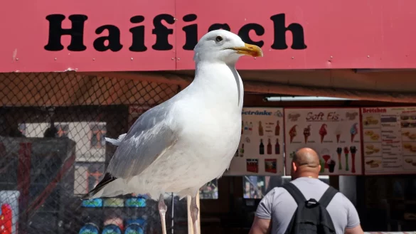 Eine M&ouml;we lauert vor einem Verkaufskutter in Warnem&uuml;nde auf die n&auml;chste Beute. - &copy; Bernd W&uuml;stneck/dpa