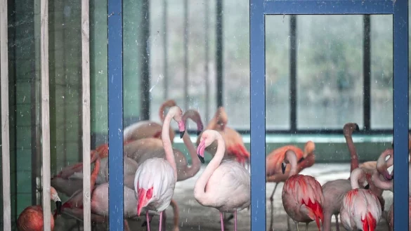 Die Flamingos im Zoo Berlin sind w&auml;hrend der aktuellen Minusgrade in einem Stall untergebracht. Mit ihren grazilen Beinen k&ouml;nnten sich die Tiere an scharfkantigem Eis Verletzungen zuziehen oder ausrutschen. - &copy; Jens Kalaene/dpa