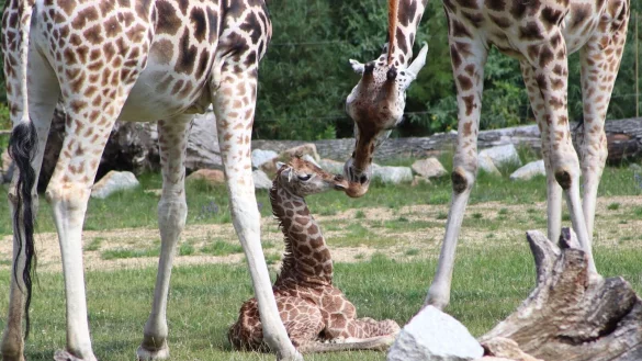 Ein Giraffen-Jungtier in einem Gehege des Berliner Tierparks. - &copy; Tierpark Berlin/dpa