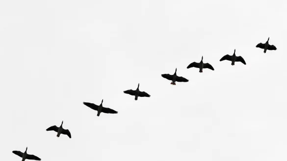 Im Falle eines Ausbruchs bei Menschen w&auml;re Deutschland wahrscheinlich deutlich besser vorbereitet als bei Corona. (Symboldbild) - &copy; Patrick Pleul/dpa-Zentralbild/dpa