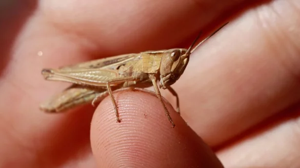 Ein eigenes Schulfach zum Klimabewusstsein h&auml;lt Resch nicht f&uuml;r sinnvoll. (Symbolbild) - &copy; Matthias Bein/dpa