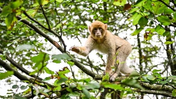 Der Affe hatte den Park in Atem gehalten. (Symbolbild) - &copy; Felix K&auml;stle/dpa