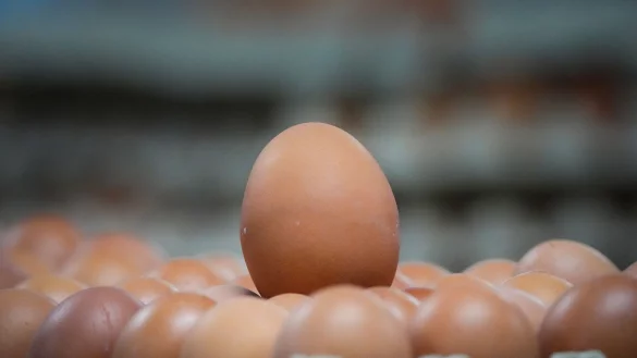 Ein Ei reicht, um zu erkennen, wie die Henne gehalten wurde. (Symbolbild) - © Soeren Stache/dpa