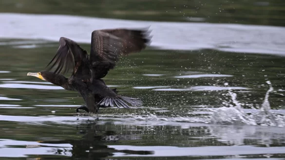 Gut ein halbes Kilo Fisch kann der Kormoran laut Experten am Tag verspeisen. - &copy; Felix K&auml;stle/dpa