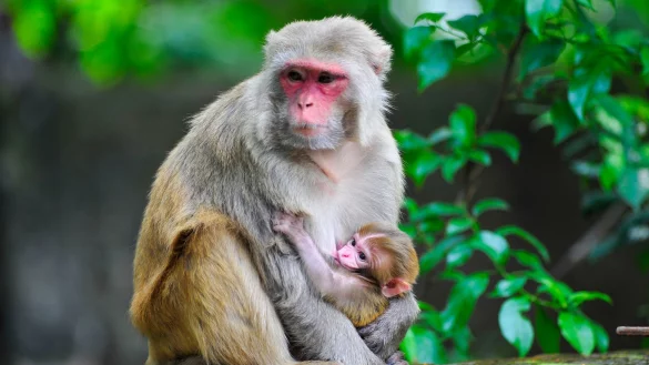 Ein Rhesusaffen-Baby ist im Arm seiner Mutter. - &copy; Md Rafayat Haque Khan/ZUMA Press Wire/dpa