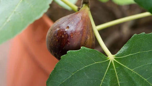 Eine Frage der Sorte: Wer Fr&uuml;chte am heimischen Feigenbaum haben m&ouml;chte, sollte keine Ableger aus s&uuml;dlichen L&auml;ndern mitbringen, sondern im Gartencenter nach einem passenden Exemplar Ausschau halten. - &copy; Andrea Warnecke/dpa-tmn