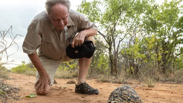 Wilfried Pabst entdeckt bei einer Buschwanderung in seinem Naturschutzgebiet Sango im S&uuml;dosten Simbabwes eine Pantherschildkr&ouml;te, die bis zu 60 Jahre alt werden kann. - &copy; Sango Wildlife/dpa
