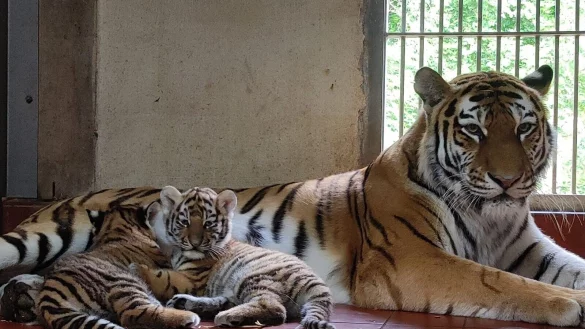 Tiger-Mutter Katinka liegt mit ihren beiden Jungen in ihrem Gehege im K&ouml;lner Zoo. - &copy; Nr. Rei&szlig;d&ouml;rfer/K&ouml;lner Zoo/dpa
