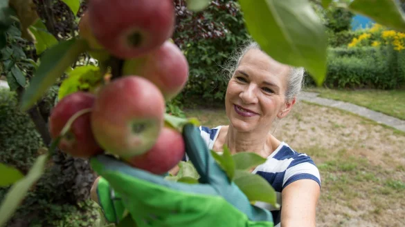 Frühäpfel können nicht lange gelagert werden, also lieber schnell ernten und essen. - © Christin Klose/dpa-tmn