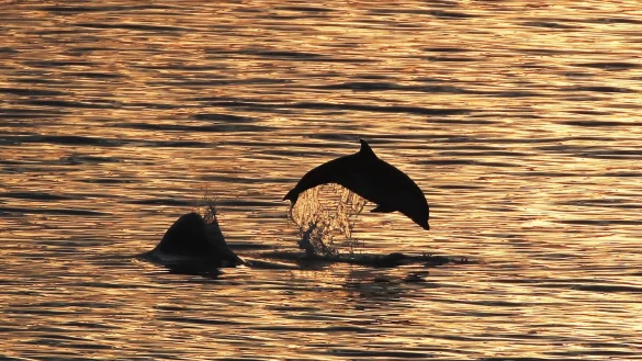 Die Ausbeutung von Delfinen und Kleinwalen hat in den letzten Jahren weiter zugenommen. - &copy; Owen Humphreys/PA Wire/dpa
