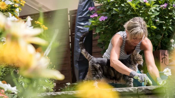 Kampf gegen Gr&uuml;nbelag und Wildwuchs: Mit effektiven Hausumitteln kann die Reinigung von Terrassen und Gartenwegen leicht gelingen. - &copy; Christin Klose/dpa-tmn/dpa