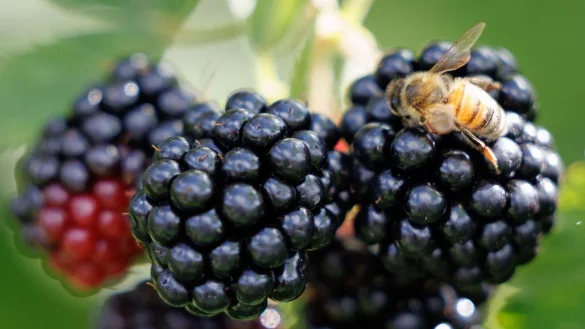Schwarz, rot, lila: Die Brombeere zeigt in unterschiedlichen Reifegraden die Parteifarben von CDU, SPD und BSW auf (Archivbild). - © Friso Gentsch/dpa