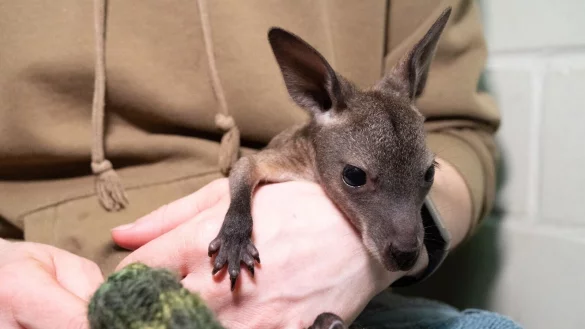 Das K&auml;nguru-Baby &laquo;M&auml;uschen&raquo; lebt ein im Stralsunder Zoo derzeit in einem Jutebeutel. - &copy; Stefan Sauer/dpa
