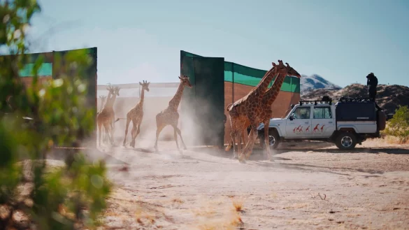 Giraffen im Iona-Nationalpark in Angola. - &copy; -/Giraffe Conservation Group/dpa