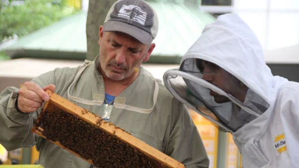 Imker Andrew Cot&eacute; (l.) checkt gemeinsam mit einem Helfer die Bienenst&ouml;cke im New Yorker Bryant Park. Imkern in New York wird immer beliebter. - &copy; Christina Horsten/dpa