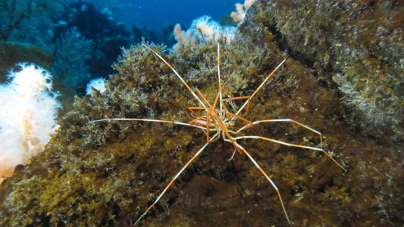Zwei Asselspinnen der Art Colossendeis megalonyx liegen aufeinander. Einem Forschungsteam ist es gelungen, ein seit &uuml;ber 140 Jahren ungel&ouml;stes Mysterium aufzukl&auml;ren. - &copy; R. Robbins/dpa