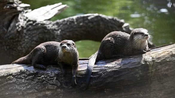 So sitzt es sich gem&uuml;tlich - Otter brauchen allerdings viel Bewegung. - &copy; Sebastian Christoph Gollnow/dpa