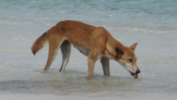 Immer wieder kommt es auf K\\\'gari zu Zwischenf&auml;llen mit Dingos. - &copy; Fraser Island Dingo Preservation/AAP/dpa