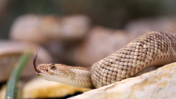 In Australien sterben jedes Jahr ein bis zwei Menschen durch giftige Schlangenbisse. - &copy; Roland Weihrauch/dpa
