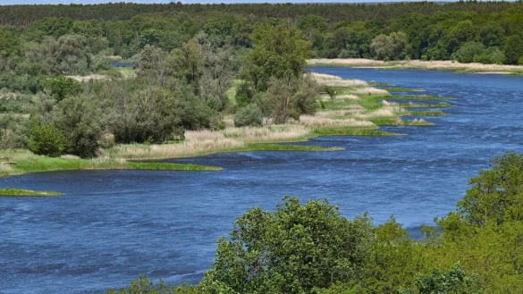 Zwei Jahre nach dem Fischsterben in der Oder haben polnische Beh&ouml;rden erneut giftige Goldalgen im Fluss entdeckt. - &copy; Patrick Pleul/dpa