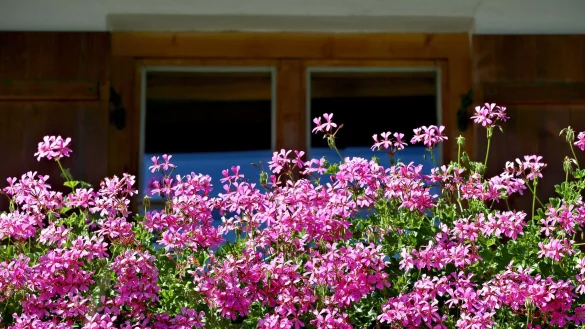 Bl&uuml;tenzauber am Balkon: Regelm&auml;&szlig;iges Ausputzen h&auml;lt Geranien gesund und bl&uuml;hfreudig. - &copy; Karl-Josef Hildenbrand/dpa-tmn