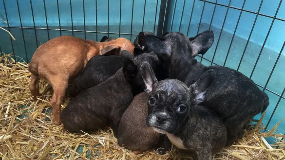 Tiere, die zum Verkauf angeboten oder zur Adoption freigegeben werden, sollten immer mit g&uuml;ltigem EU-Heimtierausweis an den neuen Besitzer &uuml;bergeben werden. - &copy; Paul Zinken/dpa