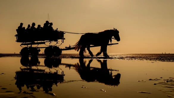 Ein Wattwagen mit mehreren Personen wird bei Ebbe von zwei Pferden von Cuxhaven durch das Wattenmeer zur Insel &laquo;Neuwerk&raquo; gezogen. - &copy; Mohssen Assanimoghaddam/dpa