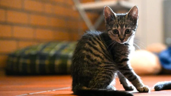 Viele Tierheime sind wieder so voll, dass sie keine Hunde und Katzen mehr aufnehmen k&ouml;nnen (Foto-Archiv). - &copy; Federico Gambarini/dpa