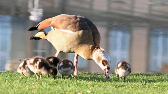 Die Nilgans frisst &uuml;berwiegend Pflanzen - aber Pommes scheint sie auch zu lieben. (Archivbild) - &copy; Bernd Wei&szlig;brod/dpa