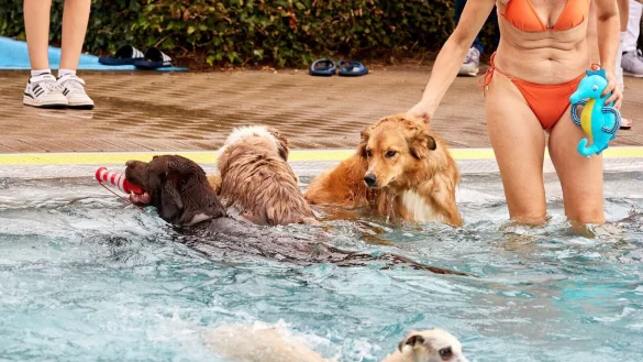 Viele Hunde freuen sich bei Hitze &uuml;ber ein Bad - manchmal ist das sogar in Schwimmb&auml;dern erlaubt. - &copy; Georg Wendt/dpa/dpa-tmn