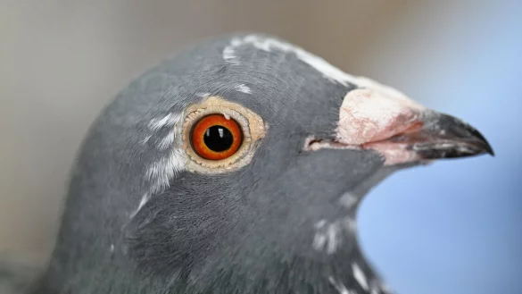 Eine Taube von einem Z&uuml;chter. - &copy; Bernd Wei&szlig;brod/dpa/Symbolbild