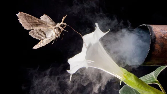 Nicht nur L&auml;rm und k&uuml;nstliches Licht beeinflussen das Verhalten von Tieren, sondern auch vom Menschen freigesetzte Substanzen. - &copy; Floris Van Breuge/dpa