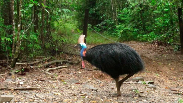 Helmkasuare sind die drittgr&ouml;&szlig;ten V&ouml;gel der Welt. (Archivbild) - &copy; Wilson Ring/AP/dpa